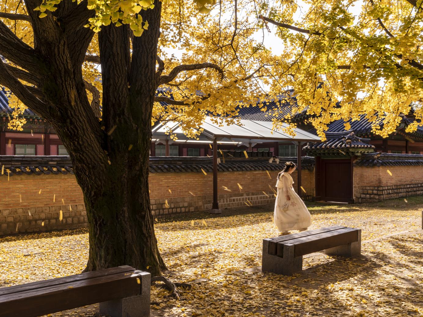 gyeongbok-palace-5771324